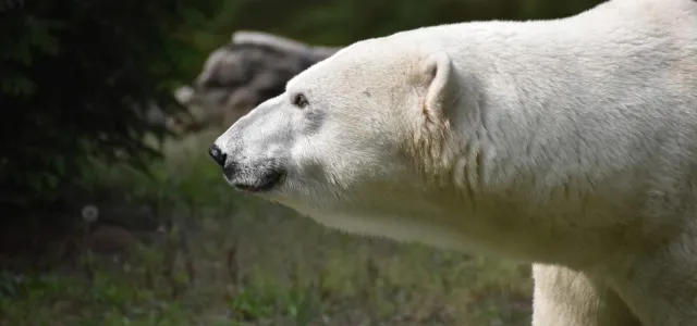 A polar bear looking towards the viewer showing a profile view of its face and small, round ears. There are rocks visible in the background.