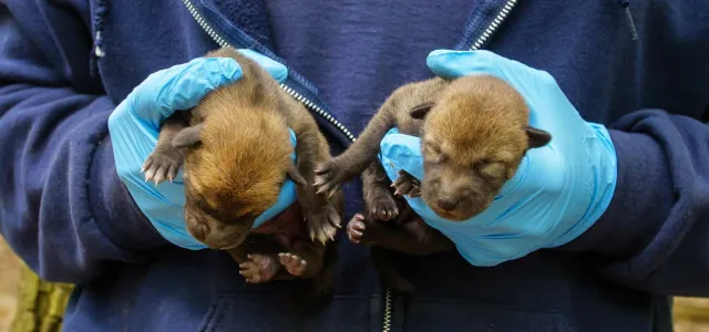 Two baby red wolf puppies are gently cradled in a Zoo team member's gloved hands, showcasing the small size and adorable features of the puppies.