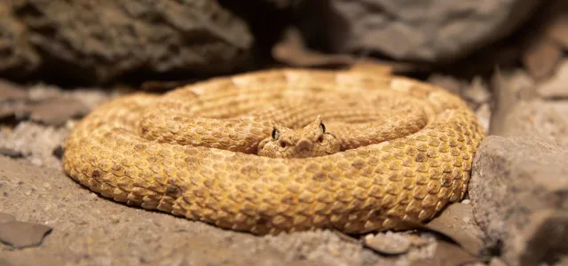 a light tan or yellowish-brown rattlesnake coiled tightly in a defensive or resting position on a patch of dusty, light-colored soil. The snake's head is resting in the center of the coils, facing directly toward the viewer, with its prominent scales and small eyes visible. The background consists of larger dark brown rocks and debris, suggesting a dry, rocky habitat.