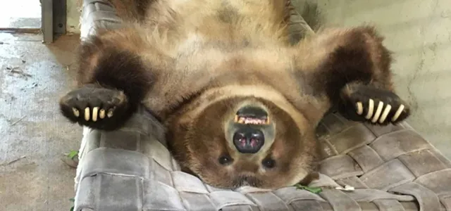 A large, brown grizzly bear laying on his back on a woven hammock with its paws splayed, showing off its soft, fuzzy belly.