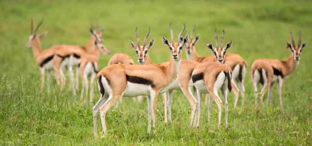 A group of Thompson's gazelles are on a grass field; the small gazelles have tan bodies with a black stripe on the torso and tail, and cream colored belly.