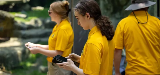 Three volunteers wearing yellow shirts, stand next to the tall glass of an animal enclosure holding small electronic tablets, seeming to take notes and collecting data on the animal inside.