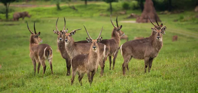  A herd of six waterbuck stand together in a huddle in the middle of a sprawling field. Large, brown termite mounds, trees and two rhinoceros are visible in the distance behind them.