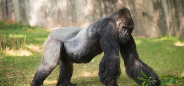 A large Gorilla walking on its strong arms and legs towards the right through a grassy field. A tall, rocky wall is visible behind it.