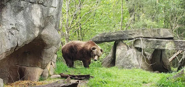 A large, shaggy and brown Grizzly Bear stands in a lush, grassy outdoor enclosure, looking toward the viewer. It is positioned near the center, under a rocky overhang or man-made shelter, with two vertical rock supports holding up a large horizontal slab. The background consists of tall, weathered grey boulders and a dense patch of green trees and undergrowth.