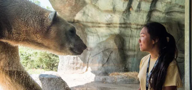 A young woman with long, dark hair pulled back in a ponytail is looking through a large glass panel into an animal enclosure. Right next to the glass, a Polar Bear with white fur is walking toward the viewer, with its head slightly lowered and its mouth open. The background of the enclosure is a rocky, light-colored habitat.