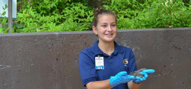 A young female nature or zoo educator, wearing a dark blue polo shirt and blue nitrile gloves, is holding a small, dark amphibian or reptile in her hands. She has her hair pulled back and is smiling while presenting the animal to an unseen audience. She is standing in front of a concrete wall with lush green foliage in the background.