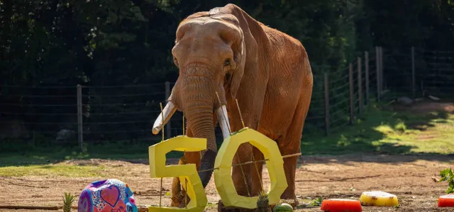 C'sar Elephant stands in his sprawling habitat among his scattered 50th Birthday party enrichment items, including the numbers 5 and 0, juicy watermelons and pineapples, a "cake" substitute made of a variety of frozen fruits, and a large ball painted festively for the occasion and filled with treats.