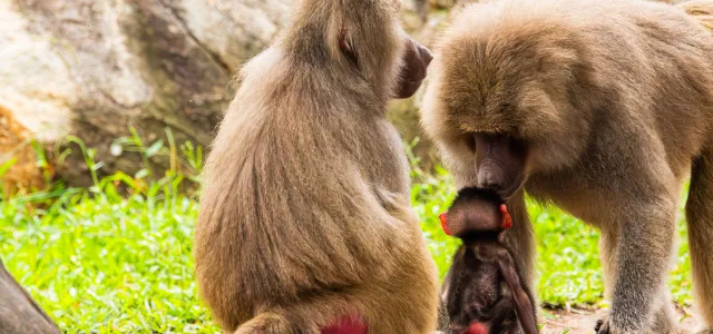Brown, fuzzy, baby baboon, Winnie sits crouched between her parents Candy and Babu as her father (Babu) gazes down at her.