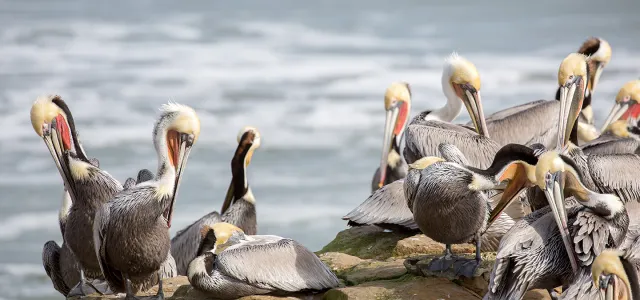 A squadron of Brown pelicans rest, nest, and roost on a rock formation in the wild.