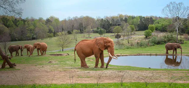 Elephant Csar standing in front of a pod with a large beautiful green field with trees . Three female elephants gathered behind him and one near the water behind the pond