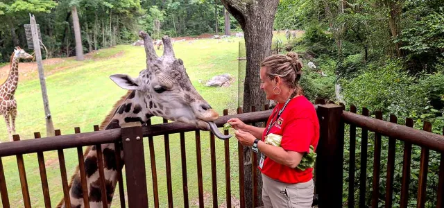 Zoo volunteer standing on the Zoo's giraffe deck to be face height and feeding a giraffe