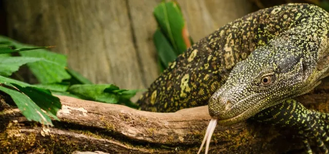 A vibrant green and black Crocodile Monitor steps over a branch. It's bright pink tongue flicks the air. Wood and foliage in the background give the image a natural setting. . 