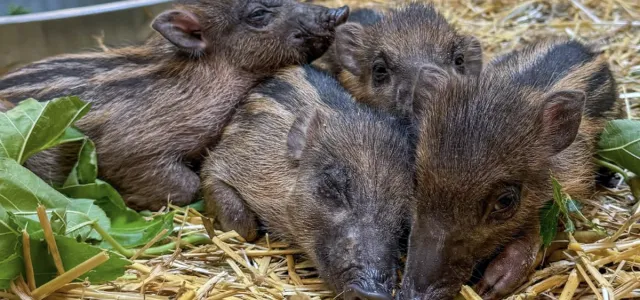 Four small, sleepy warty piglets snuggle in a pile as they rest in a bed of hay near their watchful mother. The babies have a mixture of light brown fur, dark brown stripes along their backs, and deep brown eyes and snouts.