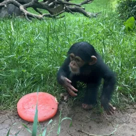 Today we are celebrating a very special birthday! Chimp Gombe turns 1️⃣ today! 🎉 Ice treats were given to his troop earlier this week for his birthday, and they were a big hit! 🧊 Happy Birthday little Gombe! We can’t believe you’re already one 🥹