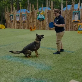 THE DOGGOS ARE BACK! Help us welcome back our canine friends! 🐕🦴🥇
Canines for Conservation is back at the Zoo starting TOMORROW! They have multiple shows throughout the day, Tuesday - Friday at 11 am & 1 pm, and Saturdays and Sundays at 11 am, 1 pm, & 2:30 pm. Shows will run through Labor Day weekend and are included with admission to the Zoo, so they are free to guests! You can find them between the gorilla habitat and Junction Plaza. For more information, check out our website.