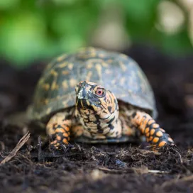 Happy World Turtle Day! 🐢🌿 Today, we celebrate the resilient Eastern Box Turtle, North Carolina's state reptile. 💚
These unique turtles can completely close their shells, but face threats from habitat loss and road mortality. Keep an eye out for these little guys when you’re driving! 👀
⚠️ If you choose to help a road-crossing turtle friend, always ensure your safety by checking for traffic and moving the turtle in the same direction it was going! ⚠️