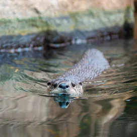Happy WORLD OTTER DAY! 🦦 Check out some facts about everyone’s furry favorites!💙
🦦 North American River Otters live semi-aquatic lives and can live in freshwater and coastal marine habitats such as rivers, marshes, and lakes
🦦 River otters have a third transparent eyelid called a nictitating membrane that acts like built-in goggles for seeing underwater.
🦦 River otters can swim around 5.6 miles per hour. On land, river otters can run at speeds up to 15 miles an hour – they can slide even faster!
🦦 River otters were hunted extensively for their fur in the 19th & 20th centuries. While they have not recovered to the point of currently living in the entirety of their historic range throughout Canada, the United States, and Mexico, conservation and reintroduction efforts are helping the populations to recover.
🦦 River otters have different forms of communication styles and when vocalizing they use noises like whistles, growls, screams, and chuckles!
#WOD2024 #WorldOtterDay
