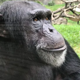 Happy 25th Birthday to Chimp Kendall! 🎉
He is the leader of one of the two troops here at the North Carolina Zoo and is best friends with the oldest chimp at the Zoo, Tammy. Tammy was the first chimp to befriend Kendall at the Zoo and showed him the ropes of how to be a chimp. Kendall had a non-chimp-like start in life as he was hand-reared by humans in the entertainment industry and didn’t meet another chimp until he came to live here at the Zoo.
His favorite treats are apples and kiwi and he and his troop will be receiving ice treats for his birthday! 🎂