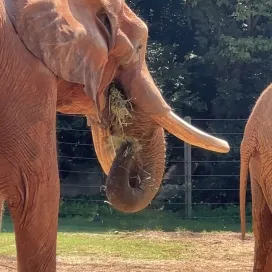 To Do Today:
1. EAT 🥧🫐🥬🥩🍠🍴