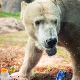 Happy Birthday Anana! 💖🥳 Today marks Anana’s 2️⃣5️⃣th Birthday, a wonderful milestone for the Zoo’s beloved polar bear. She and her twin brother were born in Rochester, NY at Seneca Park Zoo. Anana arrived at the North Carolina Zoo in 2014 from Lincoln Park Zoo in Chicago, IL. As polar bears are solitary animals, she is currently the Zoo’s only polar bear and she continues to thrive! Anana is described by her keepers as the ultimate princess! 👑