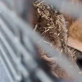 Earlier this year, Sage, the male American red wolf made the journey to his new home in Syracuse, New York at the Rosamond Gifford Zoo! Through a conservation organization called LightHawk, he was able to have a faster trip traveling by air. LightHawk is an organization where pilots volunteer to use their own fuel and personal planes to support animal conservation by transferring animals at no cost. How COOL is that?! 😎✈️ @lighthawk_org
Sage’s trip to his new home was made possible by LightHawk, reducing the stress of the journey for him and getting him there as fast as possible. We can’t thank them enough! Sage is settling in well to his new home with his new lady friend! 🐾 @syracusezoo