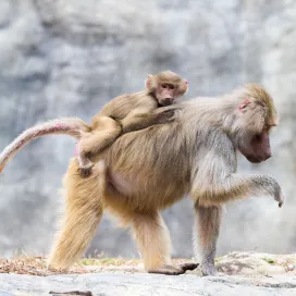 In the last year, we have had THREE 🐒 Hamadryas baboon births, making our baboon troop one of the largest in the country at a total of 21 baboons in our care! If you’ve visited the zoo lately, you’ve likely gotten the chance to see these awesome babies!
First up is Winnie, a female baboon who was born this past summer and is confident and full of adventure. 🌿 Second is Edgar, who was born in October to first time parents, Zarah and Zanzibar, and lastly our New Year’s baby boy named Uchovu which means “sleepy” or “tired” in Swahili who can often be found napping on mom. 💤