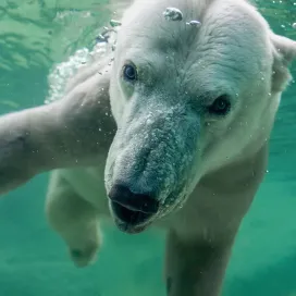 🐻 In celebration of World Bear Day, meet our bear residents at the North Carolina Zoo:
🐟 Anana, our fabulous 25-year-old female Polar bear, enjoys the finer things in life—fresh fish, the occasional sweet potato, and swimming in her chilly Arctic waters habitat! ❄️🐻‍❄️ This solitary girl couldn’t be happier to have a spacious habitat to roam, and of course, nap! 💤🌊
🌊 Ronan, our playful male Grizzly bear, loves splashing in his pool, long naps, and soaking up sunny days! If you can’t see Ronan on habitat peek behind his waterfall, where he’s likely to be relaxing! Ronan’s is a foodie at heart who enjoys trout, herring, meat, pears, bear chow, and of course, honey! ☀️💤
🐾 Nova & Luna, the adorable black bear sisters, are always up for some enrichment activities! Luna and Nova are sisters who came to live at the Zoo when they were less than a year old. The two girls were raised together and have a very close bond. Nova is a laid-back bear who spends time lounging about, whereas Luna is a bit more rambunctious and energetic! You’ll notice that one of the bear’s ears is brown - this is Luna!🌛 When they were cubs Nova would suckle on Luna’s ear, causing the brown hair to change color.