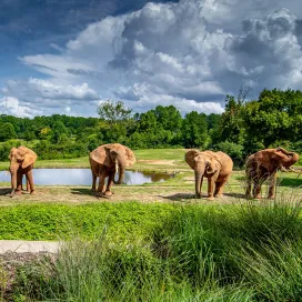 🎉 We are excited to share that we have claimed a top 10 spot in USA Today’s 2025 Readers' Choice Awards as ‘Best Zoo’ and ‘Best Zoo Membership’! 🥳 Experts nominated their top candidates for the best zoos in the United States, then shared their picks with the public, allowing them to vote to determine the top 10 zoos and memberships in the United States!
🎊 We are honored to be recognized as one of the nation's top 10 and deeply appreciate the support and dedication from our zoo guests and community.💛
Want to see more? Check them out here:
https://10best.usatoday.com/awards/best-zoo/
https://10best.usatoday.com/awards/best-zoo-membership/