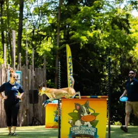 We are so back! 🏅🐶 Starting April 1 our favorite four legged friends will be back and better than ever with the Canine Champions for Conservation Dog Show! 🐾 This pawsome show is free with admission and is located in Africa near Airhike.
⬇️ Check out the weekly schedule below ⬇️
⭐ Tuesday - Friday 2 shows daily at 11:00AM & 1:00PM (no Monday shows).
⭐ Saturday & Sunday 3 shows daily at 11:00Am, 1:00PM, and 2:30PM.
⭐ Shows run April 1 through June 29