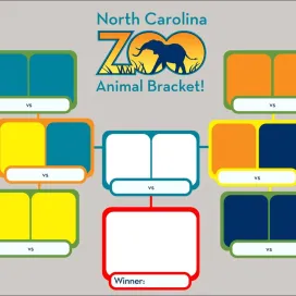 It’s here — the North Carolina Zoo Animal Bracket! 🎉
This is your chance to vote for some of your favorite animals in the Zoo and help decide which one takes the crown. We will post the polls to vote on our stories! Once the polls close, we will post the updated bracket for each round until we have our WINNER! 🏆
We decided to keep it short and sweet (16) with some of smaller species at the Zoo! Discover a new favorite species that you didn’t realize we had at the Zoo. Keep an eye out on our stories so you don’t miss your chance to vote! Happy voting! 🗳️
Here’s the schedule:
Today, March 24: Round 1 (16)
Thursday, March 27: Round 2 (8)
Sunday, March 30: Round 3 (4)
Wednesday, April 2: Round 4 (2)
Friday, April 4: WINNER ANNOUNCEMENT