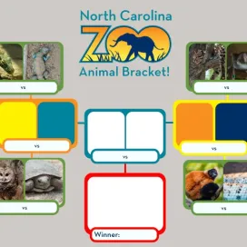 It’s time for round 2 of the North Carolina Zoo Animal Bracket! 🎉! Thank you to those who have participated so far!
This is your chance to vote for some of your favorite animals in the Zoo and help decide which one takes the crown. 👑 We will post the polls to vote on our stories both on Instagram and Facebook separately! Be sure to keep an eye out on our stories so you don’t miss your chance to vote in both places! 👀 Once the polls close, we will post the updated bracket for each round until we have our WINNER!
Here’s the schedule:
Thursday, March 27: Round 2 (8)
Sunday, March 30: Round 3 (4)
Wednesday, April 2: Round 4 (2)
Friday, April 4: WINNER ANNOUNCEMENT 🏆