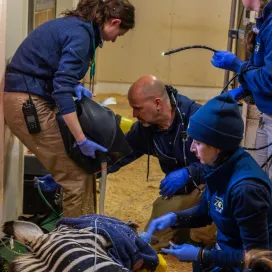 Happy World Veterinary Day! 🌍🐾 At the North Carolina Zoo, our dedicated veterinary team works tirelessly to ensure the well-being of over 1,700 animals from more than 200 species! 🦁🐒🐘 Let’s celebrate their vital role at the Zoo and the work they do to keep the animals happy and healthy! Give them some love in the comments below!! 💬 ❤️