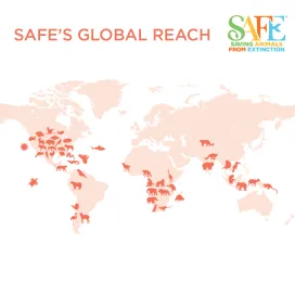 🌍 Happy Earth Day from all of us at the North Carolina Zoo! 🐾💚
Today, we're proud to celebrate our planet by spotlighting an initiative that's close to our hearts: AZA’s SAFE (Saving Animals From Extinction) programs. @zoos_aquariums
Through SAFE, accredited zoos and aquariums like ours come together with scientists, wildlife experts, and communities around the globe to protect endangered species and their habitats. These programs focus on real-time conservation efforts—from protecting African vultures in the wild🪶 to supporting breeding programs for American red wolves 🐺 right here in North Carolina.
The North Carolina Zoo is involved in the following SAFE Programs:
🦁 Lion
🪶 African Vulture
🐺 American Red Wolf
🦏 Black Rhinoceros
🌿 Chimpanzee
🐒 Colobus Monkey
🐍 Eastern Indigo Snake
🦍 Gorilla
🐦‍⬛ North American Songbird
🦒 Giraffe
🦋 North American Monarch
Why does it matter? Because extinction isn’t just about losing a species—it’s about losing the balance of entire ecosystems. SAFE empowers us to take action before it’s too late. ⏰
Every visit, donation, or share helps us keep the wild alive. 🌿 Your ticket purchase to the North Carolina Zoo directly supports wildlife conservation.📍❤️