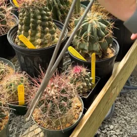 Take a peek into the Desert Greenhouse with Interior Horticulturist Jonathan! 🌵😁👀