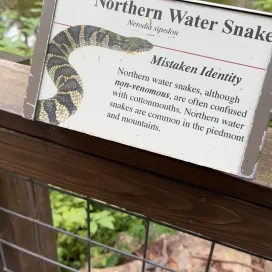 Many native species call the Zoo home, including snakes!🐍 The Northern Water Snake gets a bad rep, and is commonly mistaken for a copperhead. Our non-venomous water snake friend here decided to get some sun right by the sign in Cypress Swamp that explains how water snakes are often victims of mistaken identity! Even if snakes are not your favorite, you can still respect these living creatures.❣️