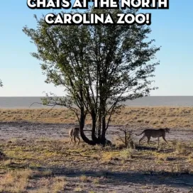 Did you know you’re helping save wildlife and wild places when you visit the North Carolina Zoo? 🦁💛 Here’s how! ✨