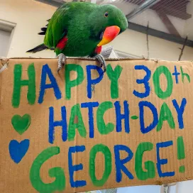 We’re celebrating big today, for George the Eclectus parrot’s 30th hatchday! 🥚🎉 Although guests cannot see George, we still want to celebrate him on his hatchday!🥳
His keepers gave him some of his favorite foods which include grapes, peas and pomegranate! George loves when his keepers turn on some music and will try to sing along! He loves to train with his keepers and spend time outdoors. George is able to celebrate this milestone year due to the excellent care he receives from his keeper team and the Zoo’s vet staff. Happy Hatchday, George! 💚❤️🧡