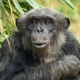 As April comes to an end, or as we like to call it.. APE-RIL, we wanted to highlight the apes at the North Carolina Zoo: the chimpanzees and gorillas! Both chimps and gorillas are mistakenly called monkeys quite often, but it’s important to know that there are distinguishable differences that make them apes and not monkeys! ‼️
The easiest way to tell the difference is by looking for the most obvious identifier: a tail, or the lack thereof. Apes do not have tails! 🦍 ❌ Monkeys do! 🐒 ✅ Almost all monkeys have tails, but apes do not. Compared to monkeys, apes are bigger in size and have broader chests and larger shoulders. Apes are more closely related to humans than monkeys while monkeys are more closely related to other monkeys than apes. 🧬 Happy Ape-ril! 🦧