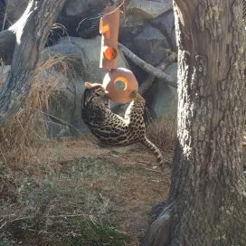 What's going on here? Keepers keep animals engaged through different types of enrichment, including hiding food in a hanging puzzle for the ocelot to get out! She makes it look easy! Check out that core strength of the small but mighty ocelot! 🐾💪