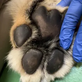 Watch to get an up close look of lioness Mekita’s paws during an annual exam! 🦁 How does this compare to your cat at home’s paws & claws? 🐱