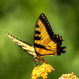TOMORROW is the day you’ve been waiting for…the Zoo’s Annual Plant Sale!
❗️Don’t forget the details❗️
🌿 The plant sale will be held Saturday, May 10, from 8am - 3pm at the Solar Pointe picnic area at the south end of the North America Parking lot near the North America entrance.
💰 Cash or checks preferred, but card will be accepted this year! ALL proceeds from the plant sale go directly back to the Horticulture Department! 🫶
☺️ We cannot wait to see you there!