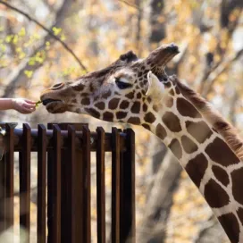 Treat your Mom to a trip to the Zoo! 🦒 💕 On May 11, enjoy a one-day only Mother’s Day discount of $2.00 off admission for moms! 🎟️ 🎉 Just mention the “mother’s day coupon” at the admissions gate to receive the discount.
Note: Discount cannot be combined with other offers, not available for online tickets. Expires at 4 p.m. on May 11, 2025.