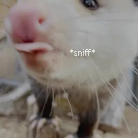 Bet you’ve never been sniffed by an opossum, so Joseph is here to fix that! *insert opossum sniff sounds*
