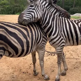 Happy Mother’s Day from Spirit and Harding, our mother and son pair of zebras! 🦓❣️🦓 Grooming is a social behavior, you can see teeth because they use their teeth to act as a brush through the fur to get old hair/dirt off to clean each other. These two are a well bonded pair so it’s a good sign to see them do this! Be sure to show your mom some love today!💞