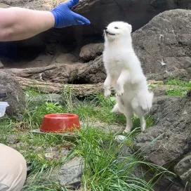 Arctic fox training session! How can you be so cute and fluffy AND smart!?😍 Arctic fox require patience from keepers as they ask for behaviors that allow them to participate in their own welfare. Important note: Positive reenforcement training is not the only time animals receive food during the day. Their diets are fed throughout the day and hidden throughout the habitats to encourage them to use all of their senses!