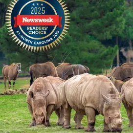 We’ve done it again, all thanks to YOU! 🎉
We have officially been named America’s “Best Zoo” according to Newsweek’s 2025 Readers’ Choice Awards! 🏆 Thank you for helping us be awarded this title TWO YEARS IN A ROW! 🥳
“It is an incredible honor to be recognized as the nation’s ‘Best Zoo’ two years running, and we are humbled to represent North Carolina in this nationwide poll,” says Director and CEO Patricia Simmons. “We hope this contest helps raise awareness about our memorable guest experiences, family-friendly educational activities and the critical wildlife conservation work we are doing locally and globally.”