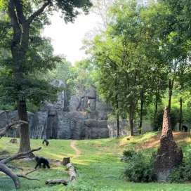 Embrace the healing power of nature this Mental Health Awareness Month! 🌿🦁Spend a day at the Zoo surrounded by wildlife & wild places. Soak up the sun, engage your senses, and explore new places as you unwind in nature. 🫶 Let’s prioritize our mental wellbeing together!
#NatureHeals #mentalwellbeing #nczoo #selfcare