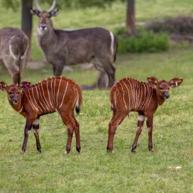 Bongo see, bongo do?! 👀 EXCITING NEWS!
We have not one, but TWO baby bongos on the Watani Grasslands! 🥹 Bongo are very elusive forest antelope native to Africa, that are rarely seen in the wild. You might see double next time you look out on the grasslands habitat! 💕