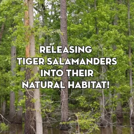 "We're so back" -Tiger Salamanders @threeriverslandtrust